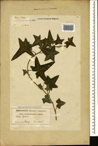 Плющ обыкновенный L., Кавказ, Грузия (K4) (Грузия)
