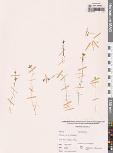 Болотник обыкновенный L., Сибирь, Чукотка и Камчатка (S7) (Россия)