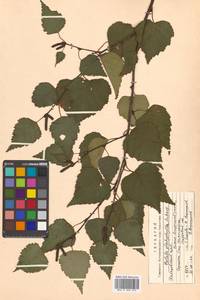 Betula pendula subsp. mandshurica (Regel) Ashburner & McAll., Сибирь, Дальний Восток (S6) (Россия)