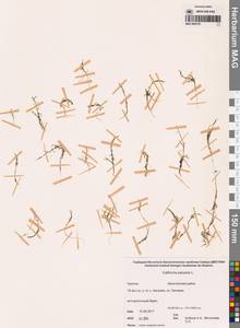 Болотник обыкновенный L., Сибирь, Чукотка и Камчатка (S7) (Россия)