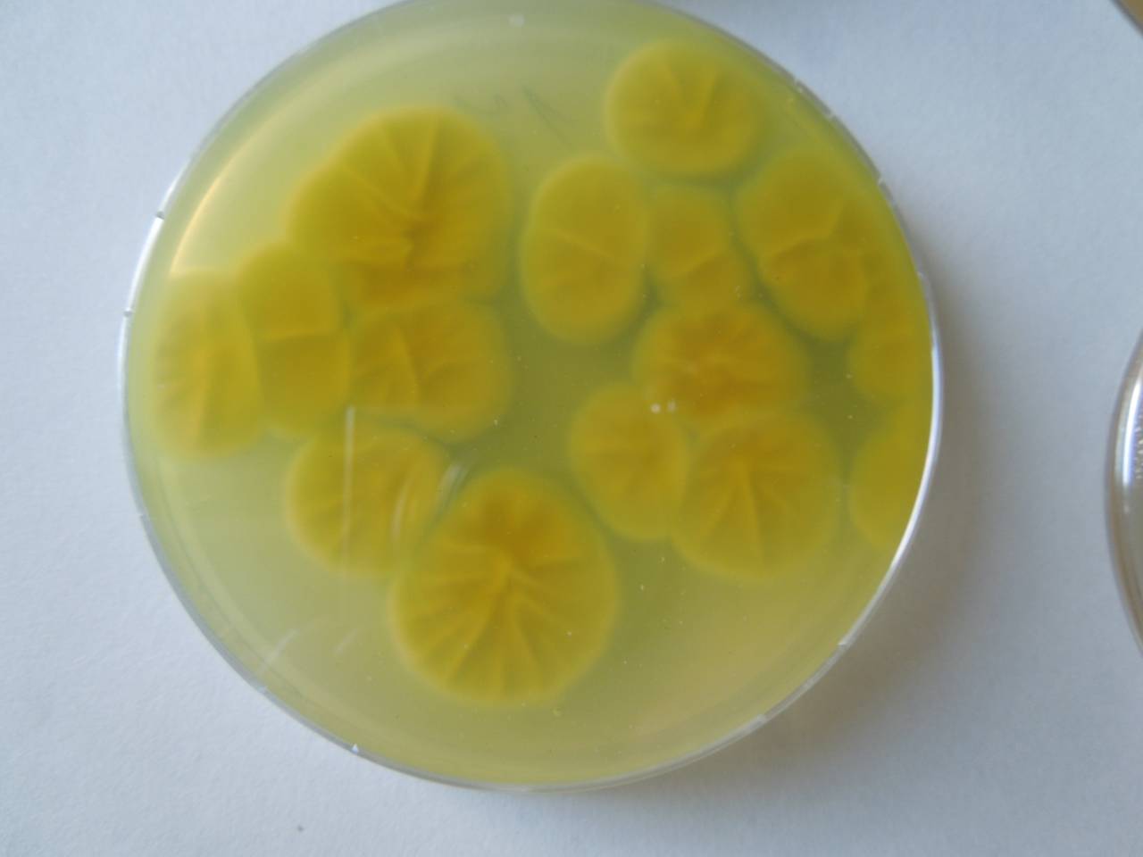 MSU_FS-02618 01, Район Кон Плонг (Kon Plông district), Провинция Контум (Kon Tum province) (Вьетнам)