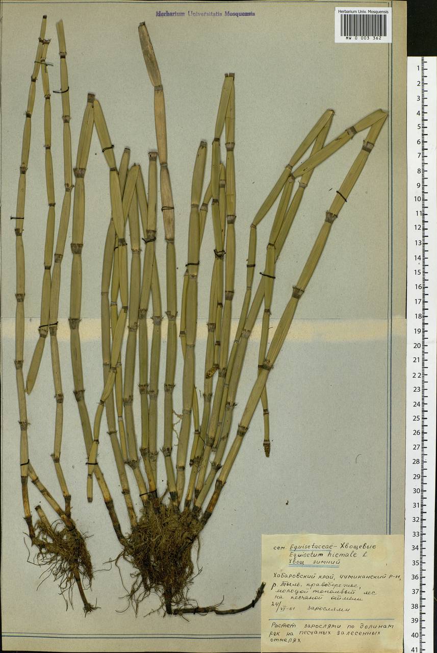 Хвощ зимующий(Equisetum hyemale)-4