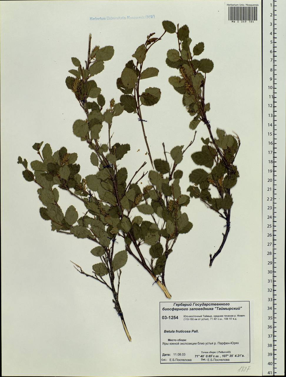 Береза кустарниковая Betula fruticosa