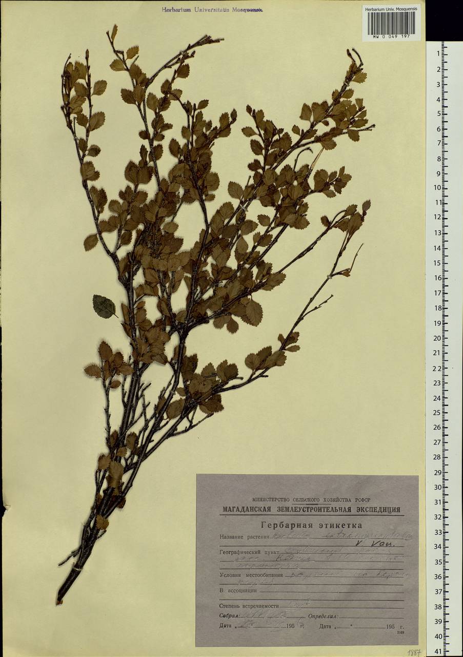 Снегирев карликовая березка. Betula humilis. Карликовая Березка домашнее растение. Бетула цветок.