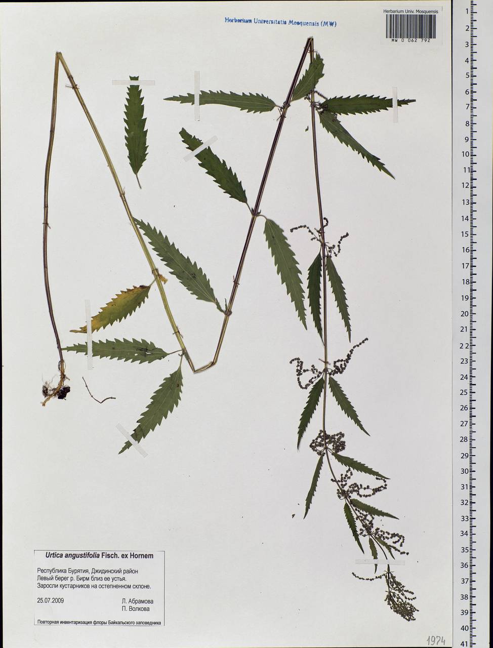 Urtica angustifolia