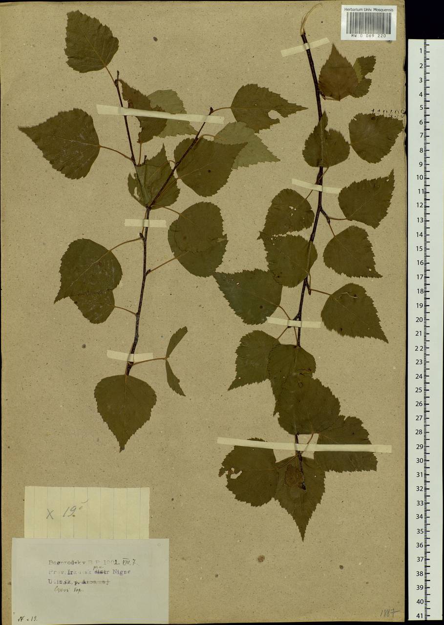 Betula pendula subsp. mandshurica (Regel) Ashburner & McAll., Сибирь, Прибайкалье и Забайкалье (S4) (Россия)