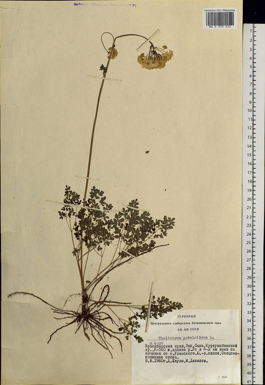 Thalictrum flavum диаграмма цветка