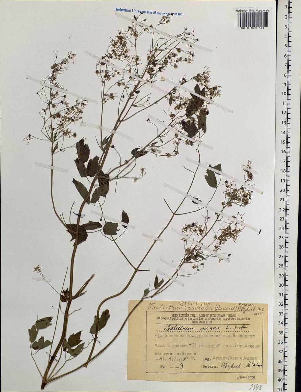 Thalictrum flavum диаграмма цветка