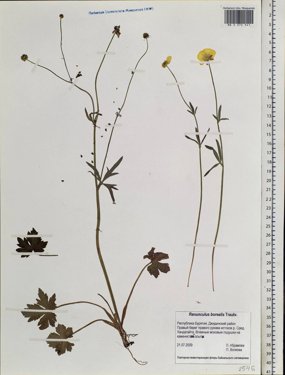 Ranunculus Borealis