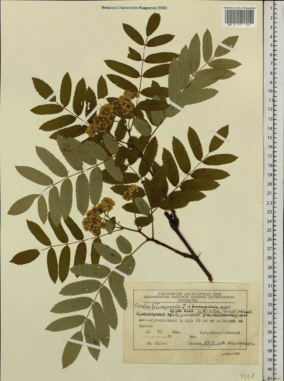 Рябина Сибирская Sorbus sibirica гербарий