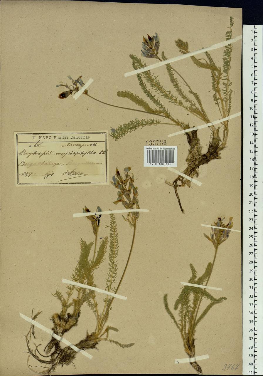 Oxytropis floribunda (Pall.) DC.