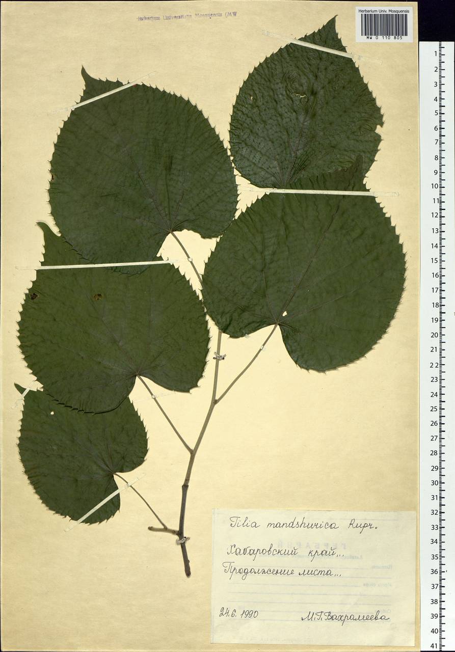 Липа маньчжурская Rupr. & Maxim., Сибирь, Дальний Восток (S6) (Россия)