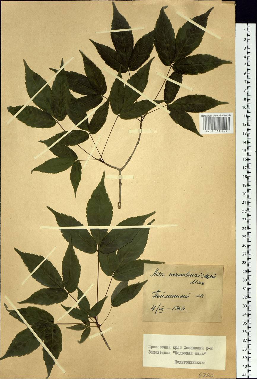 Acer mandshuricum клен маньчжурский спанбондовый конверт