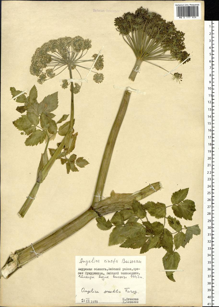 Angelica saxatilis