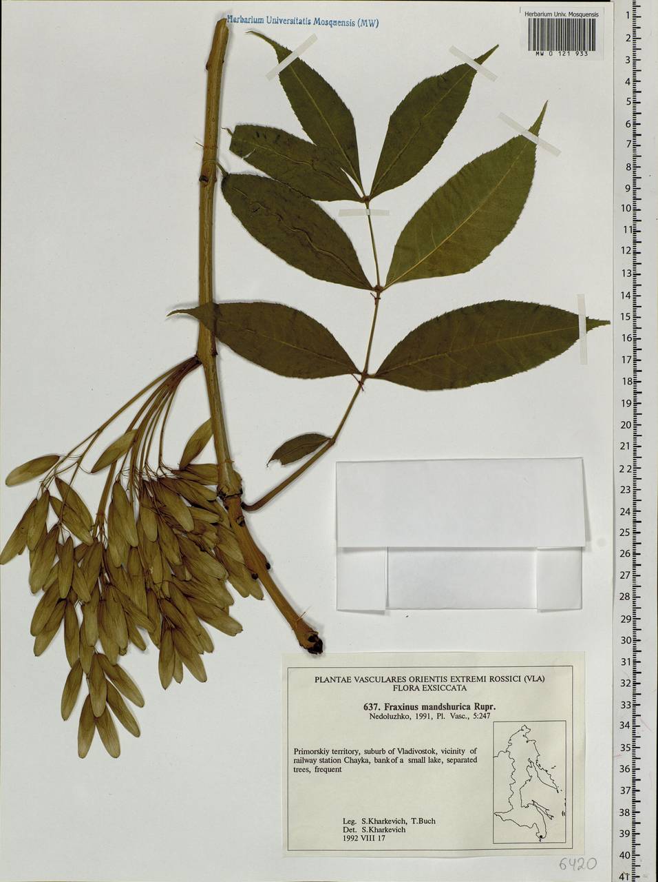 Ясень маньчжурский Fraxinus mandshurica цветение