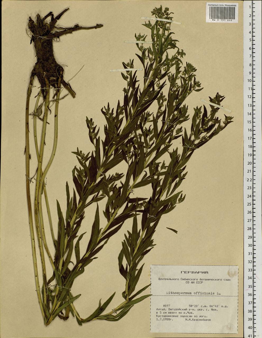 Воробейник лекарственный Lithospermum officinale