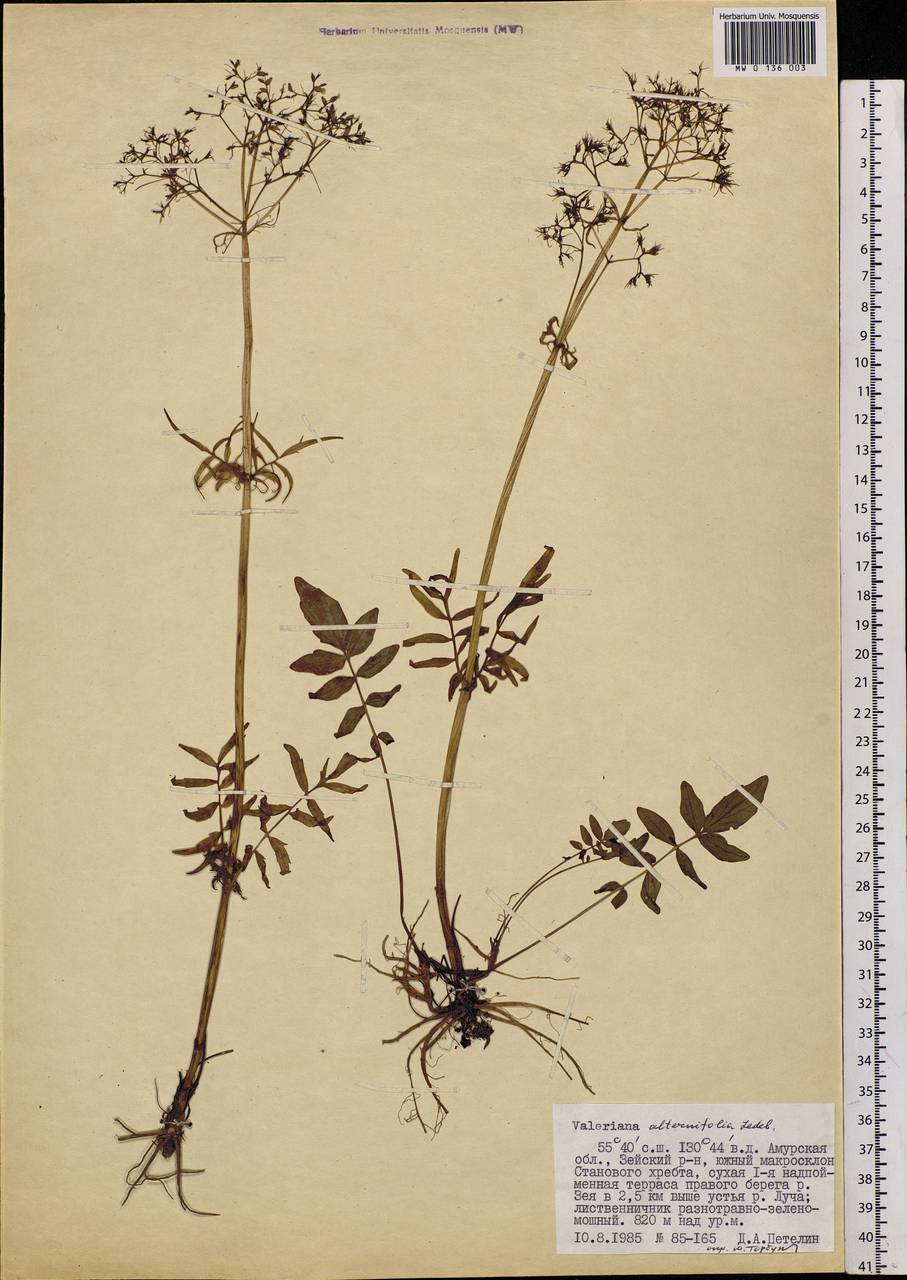 Valeriana officinalis гербарий