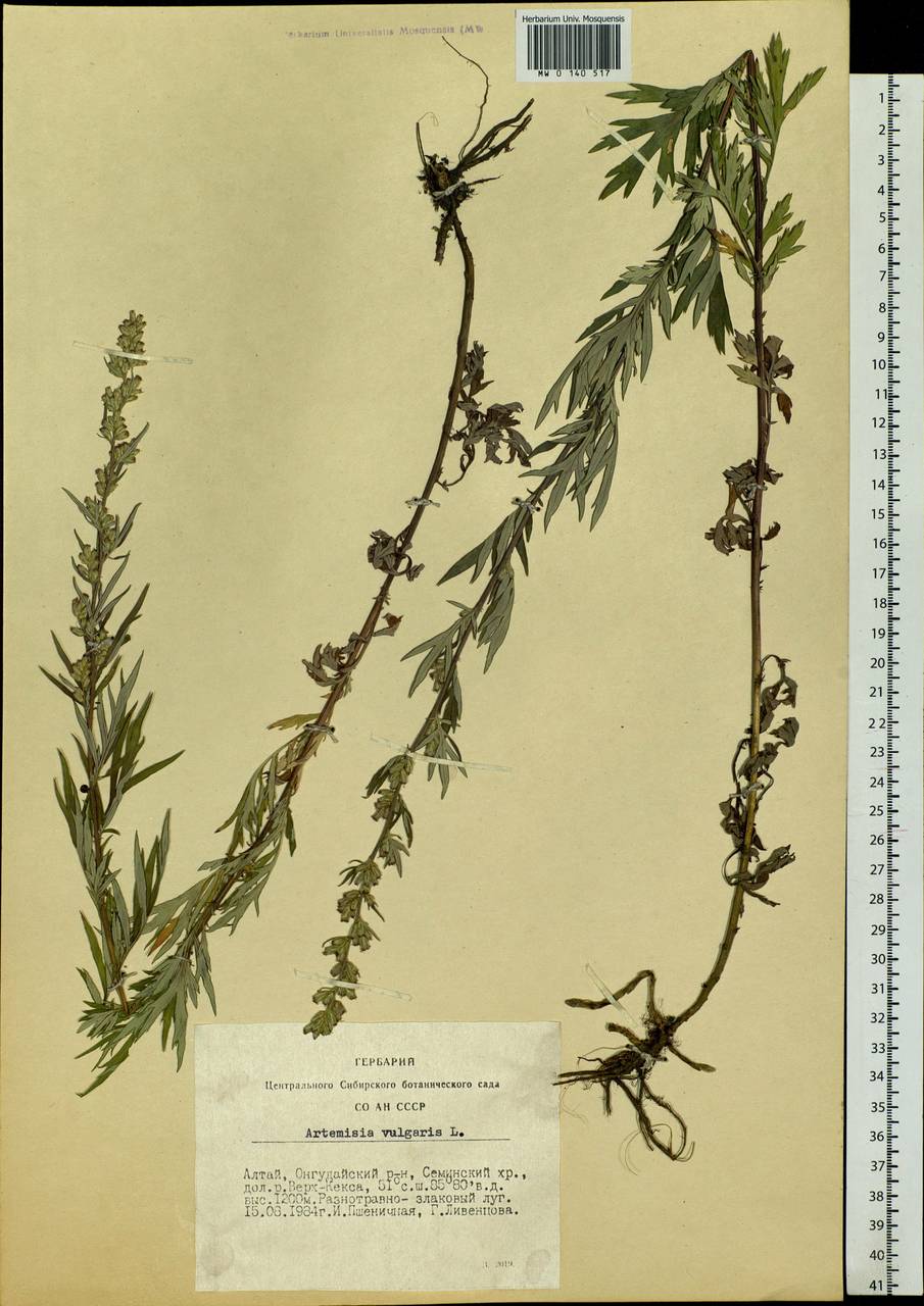 Artemisia vulgaris гербарий