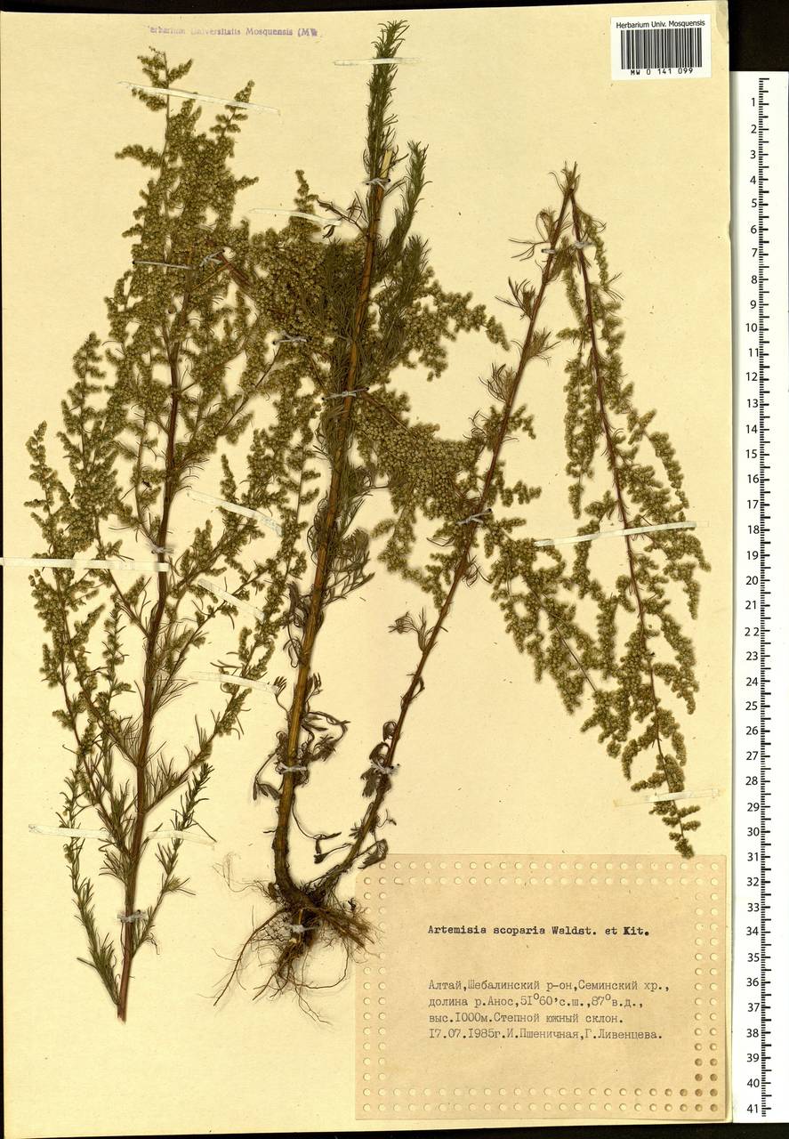 Artemisia monogyna Waldst. & Kit.