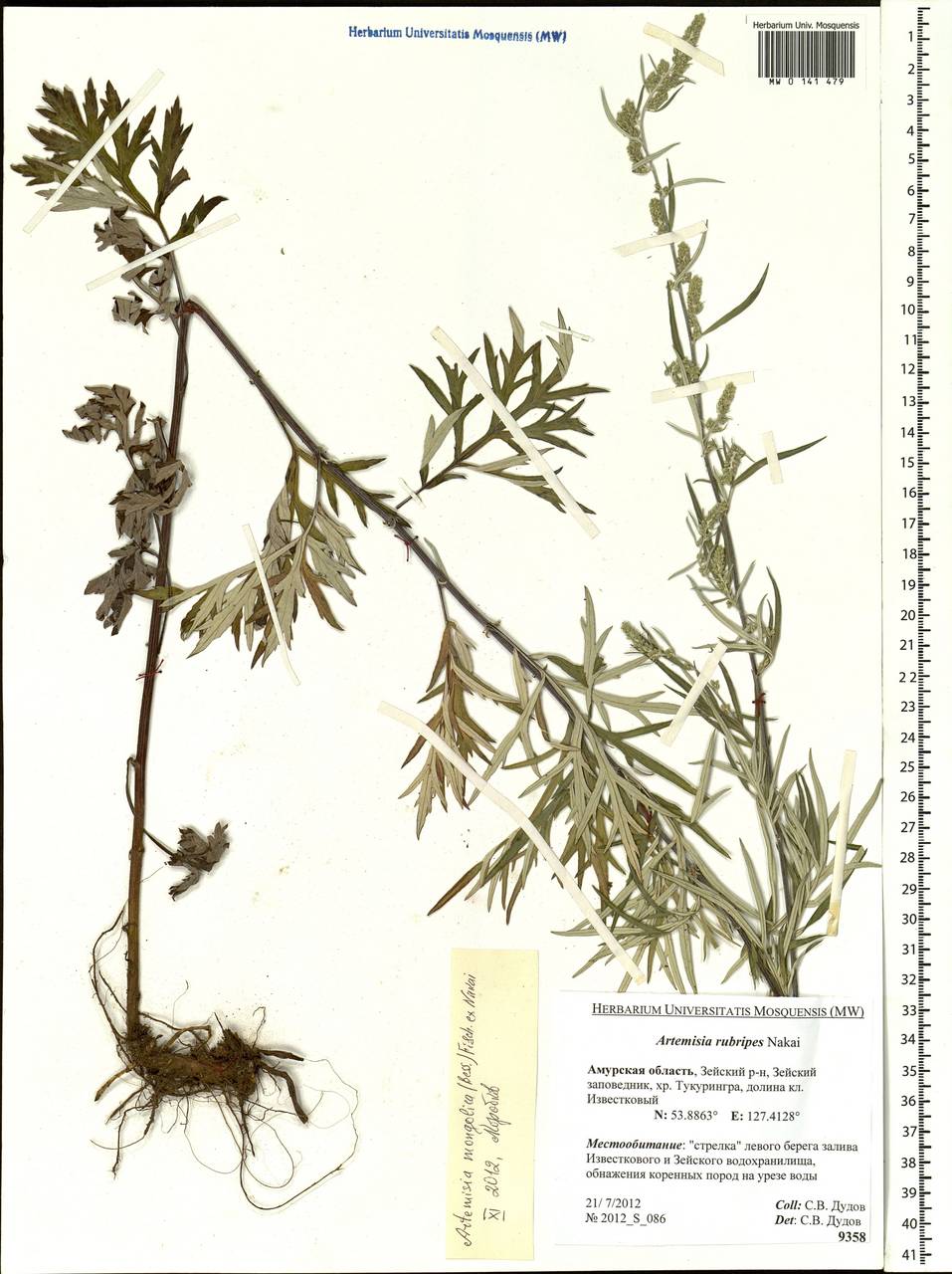 Artemisia mongolica (Bess.) Fisch. Ex Nakai – Полынь монгольская.