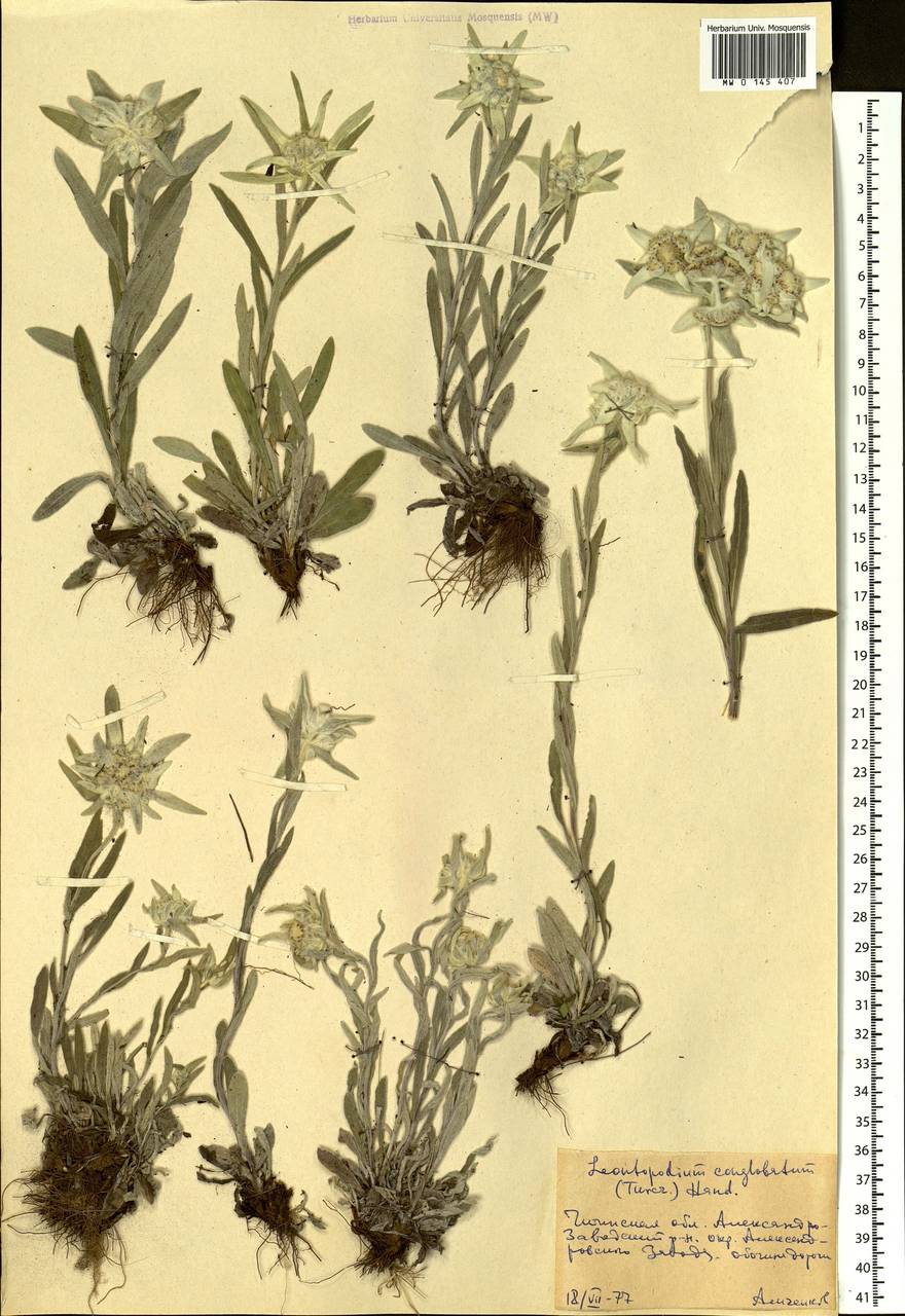 Какой тип питания характерен для эдельвейса. Эдельвейс скученный. Leontopodium conglobatum. Эдельвейс с корнем. Эдельвейс бледно-желтый скученный.