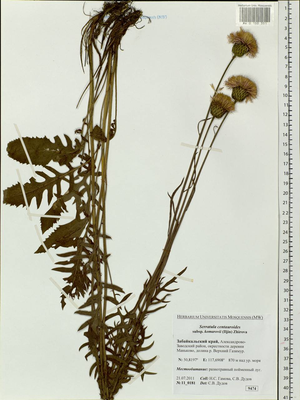 Klasea centauroides subsp. komarovii (Iljin) L. Martins, Сибирь, Прибайкалье и Забайкалье (S4) (Россия)