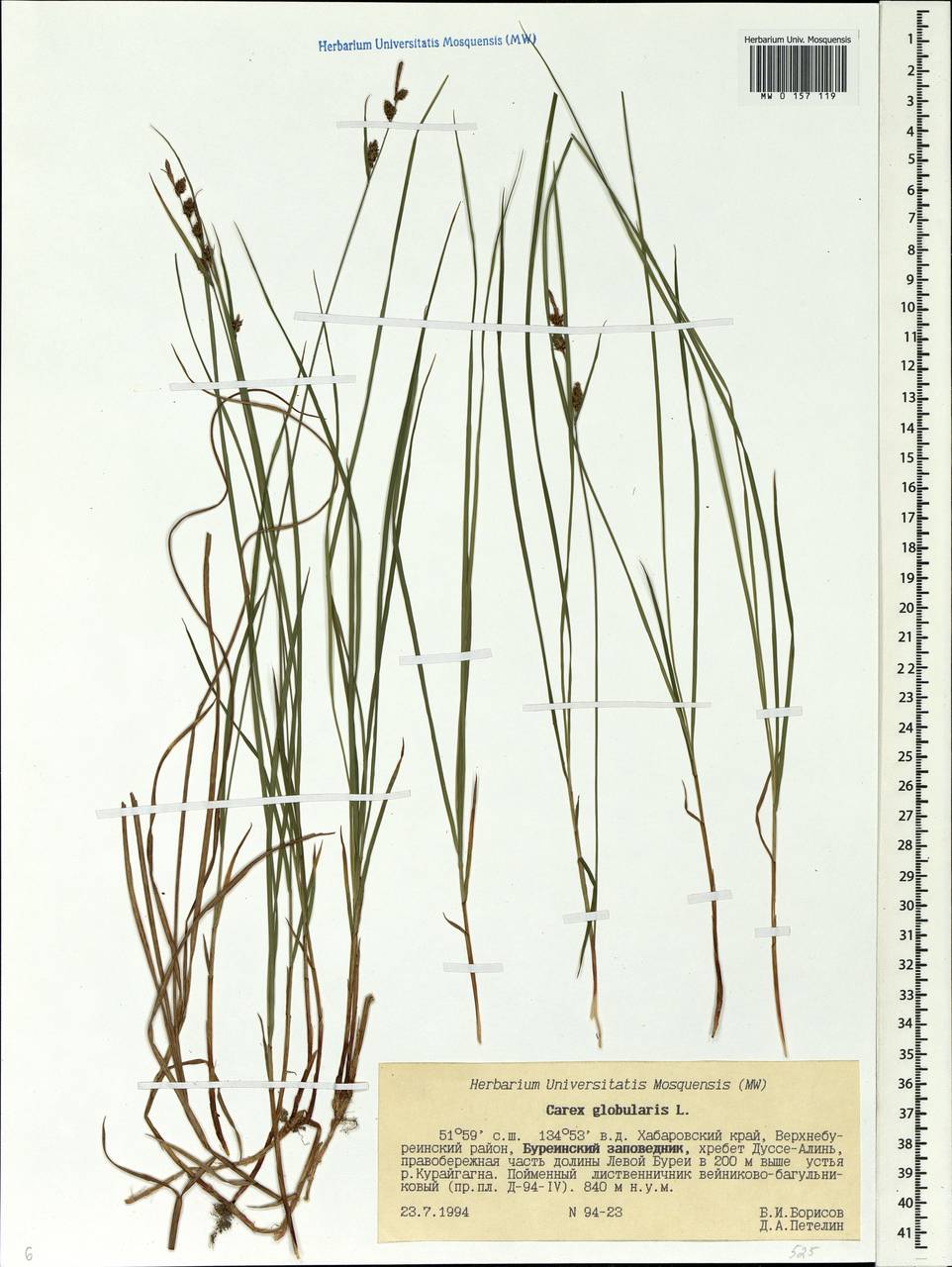 Carex globularis рисунок