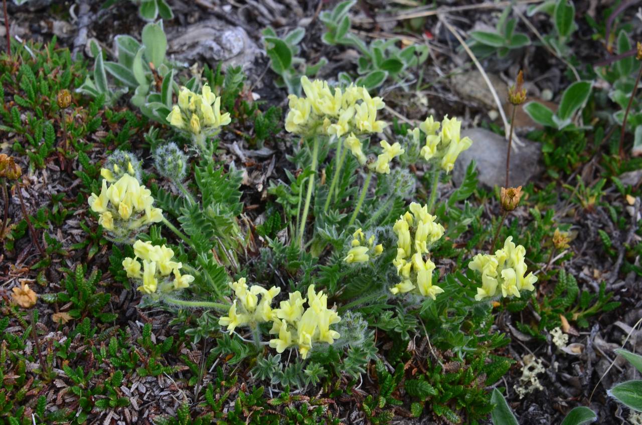 Остролодочник Чуйский oxytropis tschujae