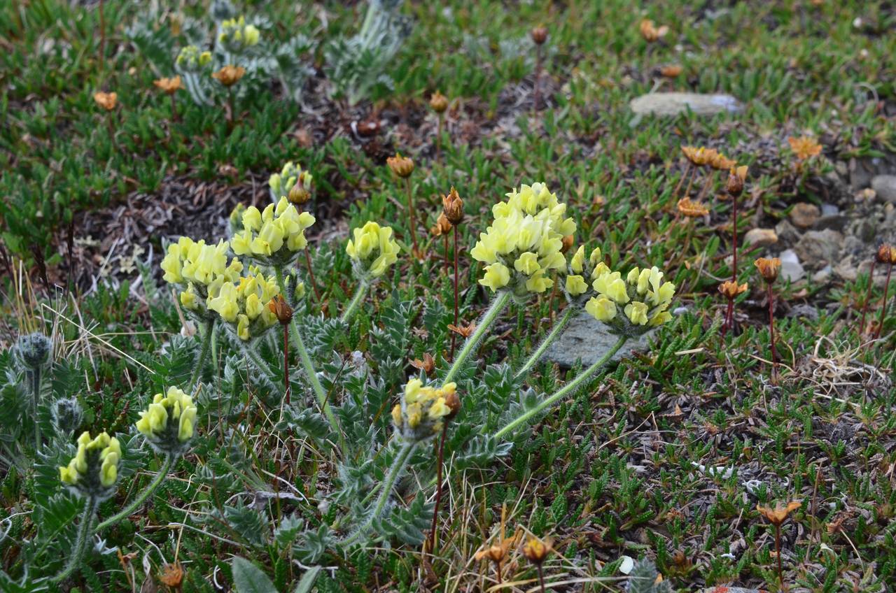 Oxytropis Alpina