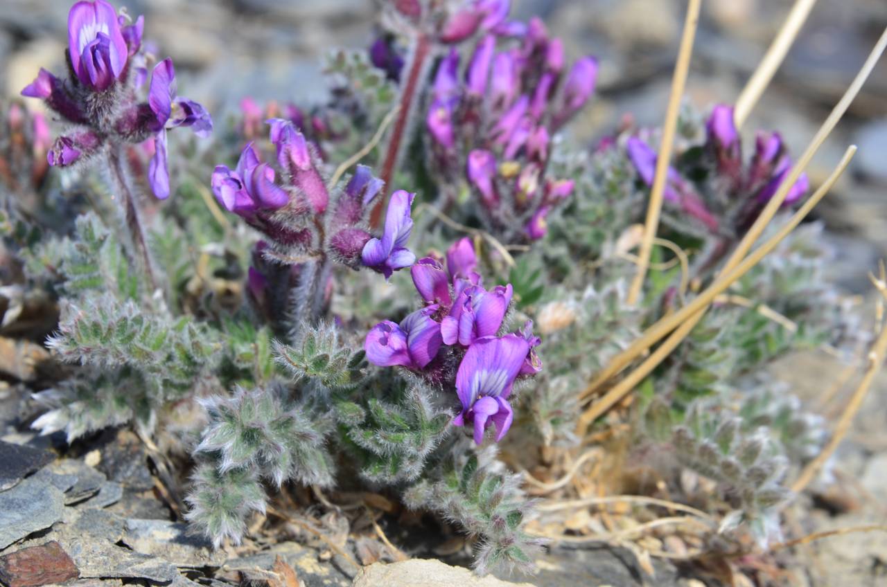 Oxytropis Остролодочник