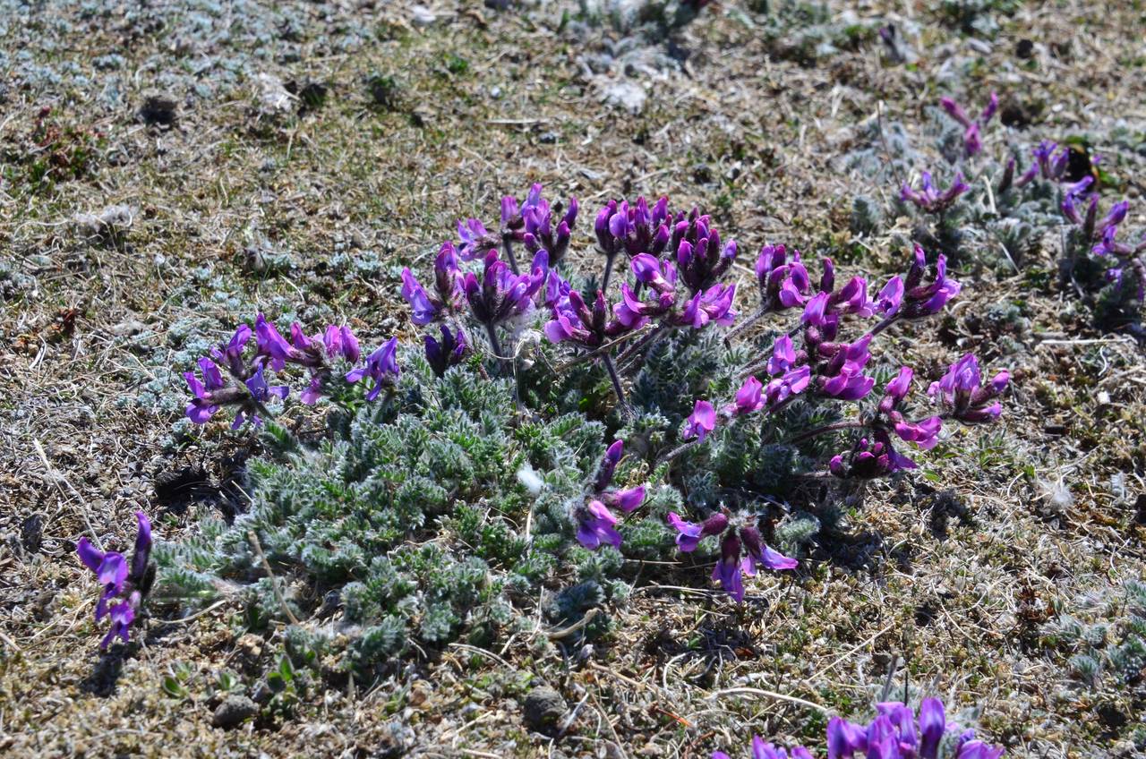 Остролодочник Ушакова oxytropis ushakovii,