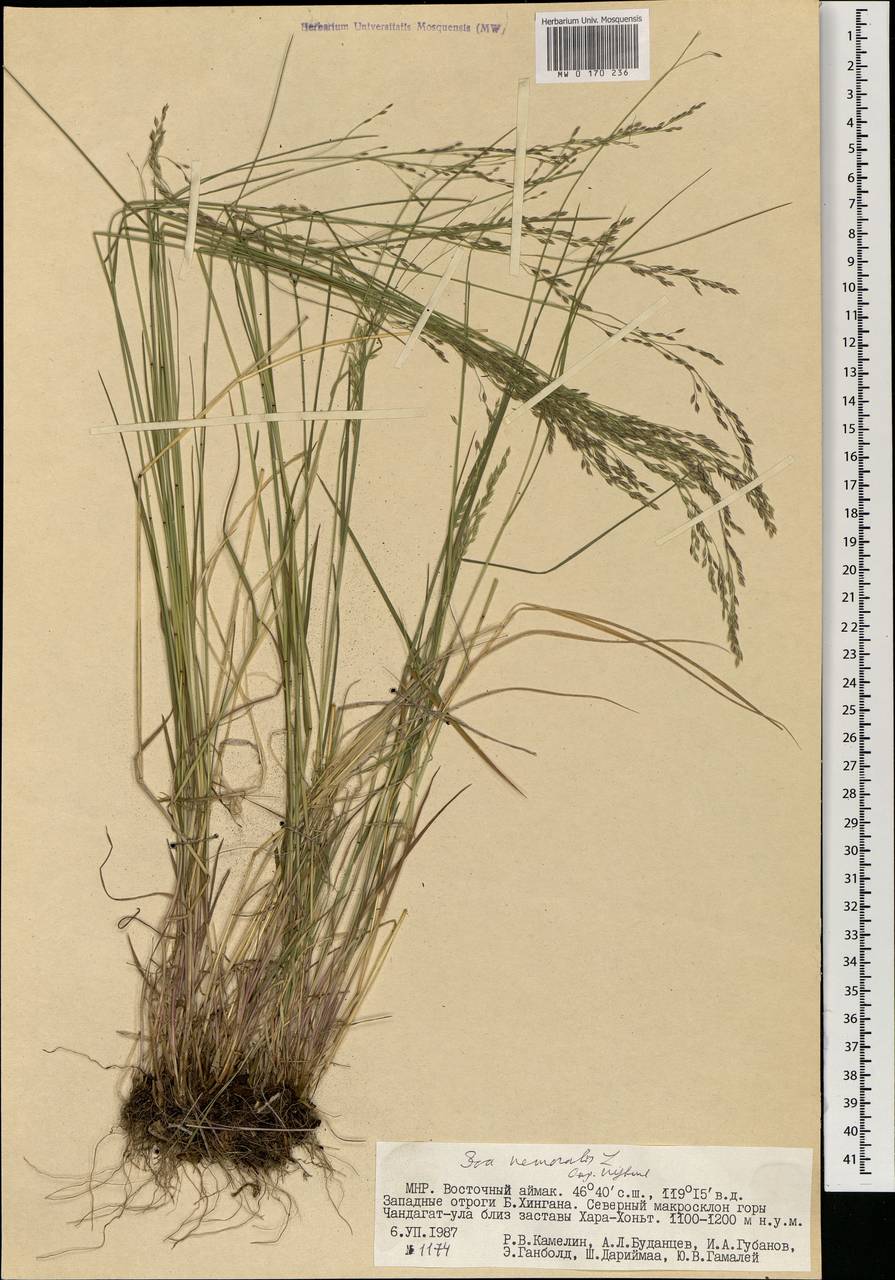 POA nemoralis