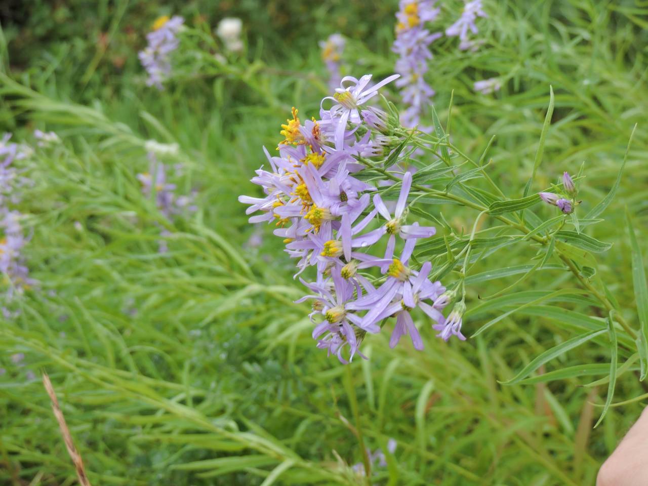 Galatella biflora