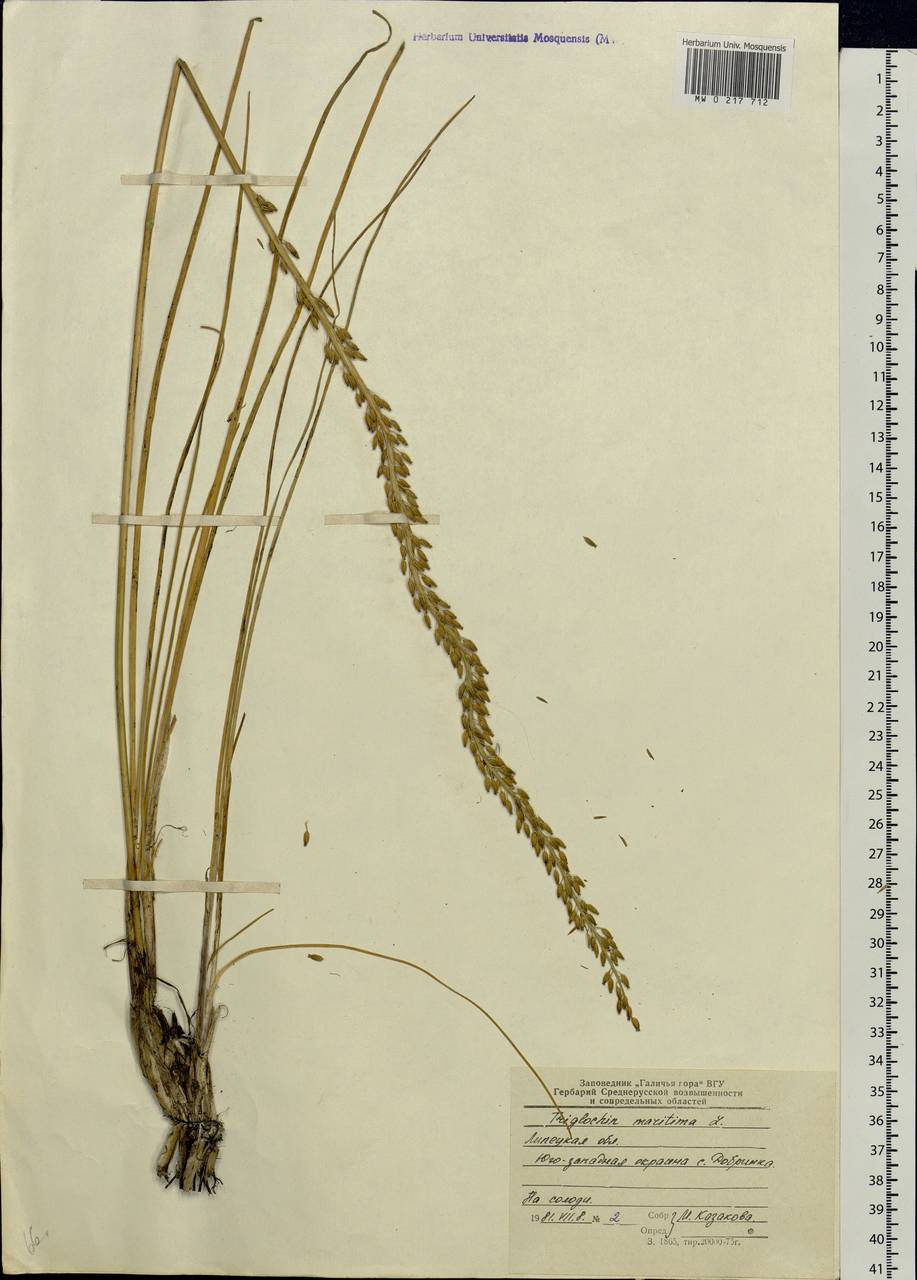 Triglochin maritimum l. — триостренник Приморский