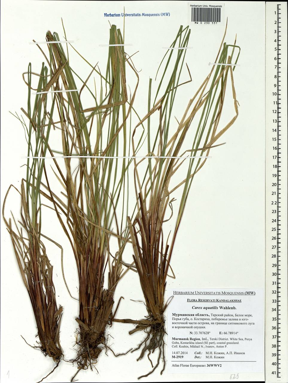 Carex aquatilis рисунок