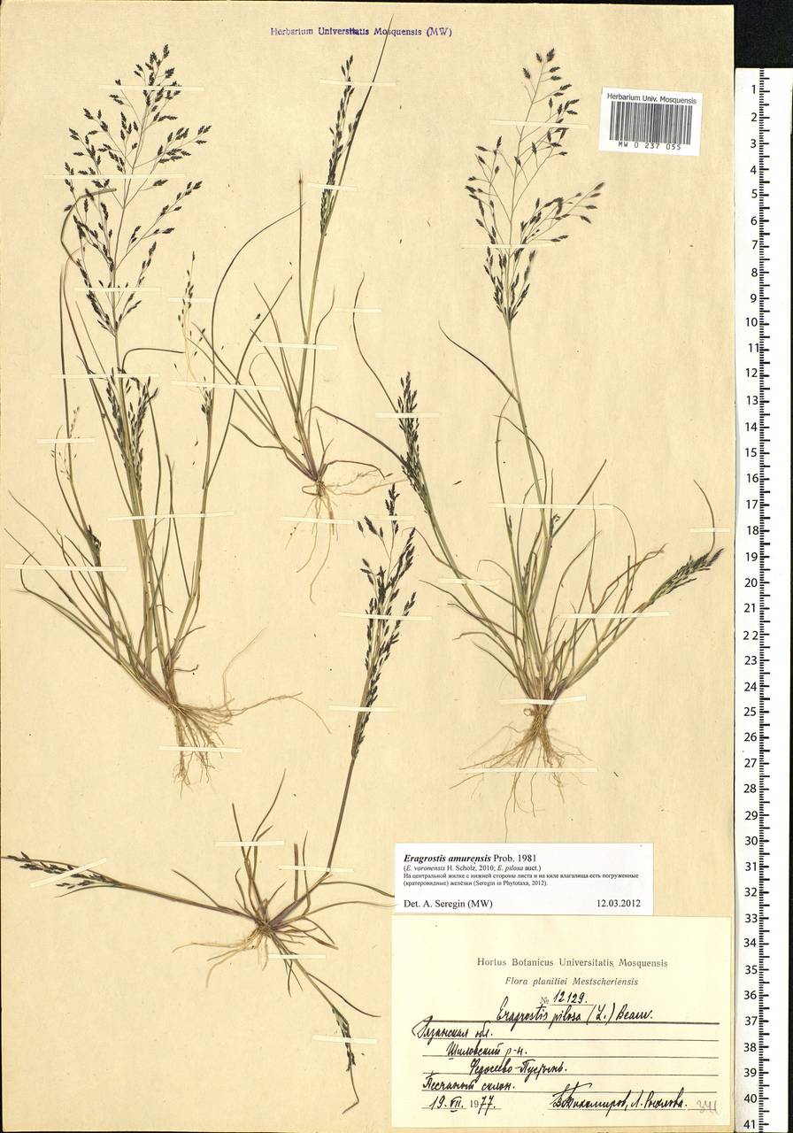 Eragrostis Minor (Полевичка малая)