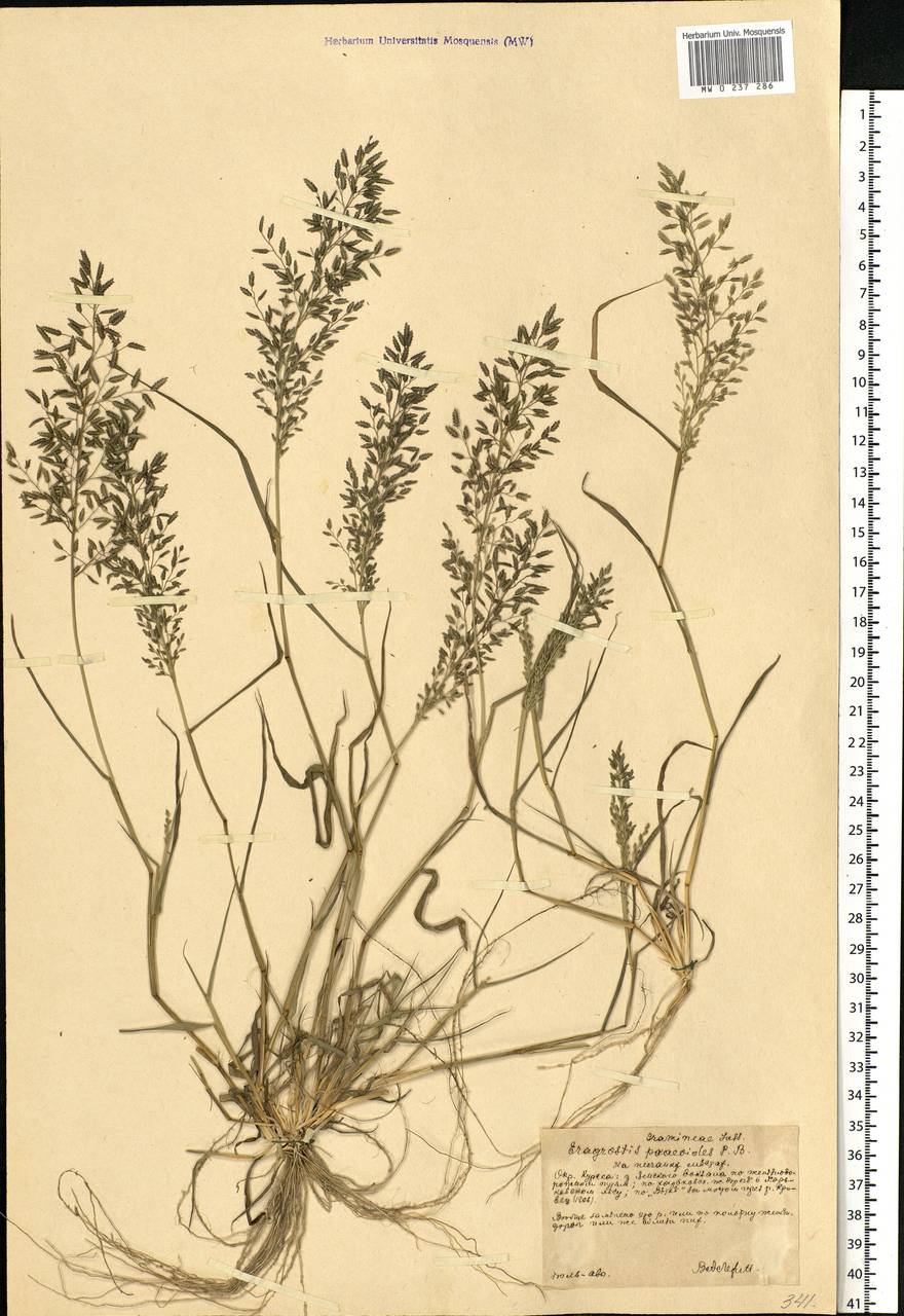 Eragrostis Minor (Полевичка малая)