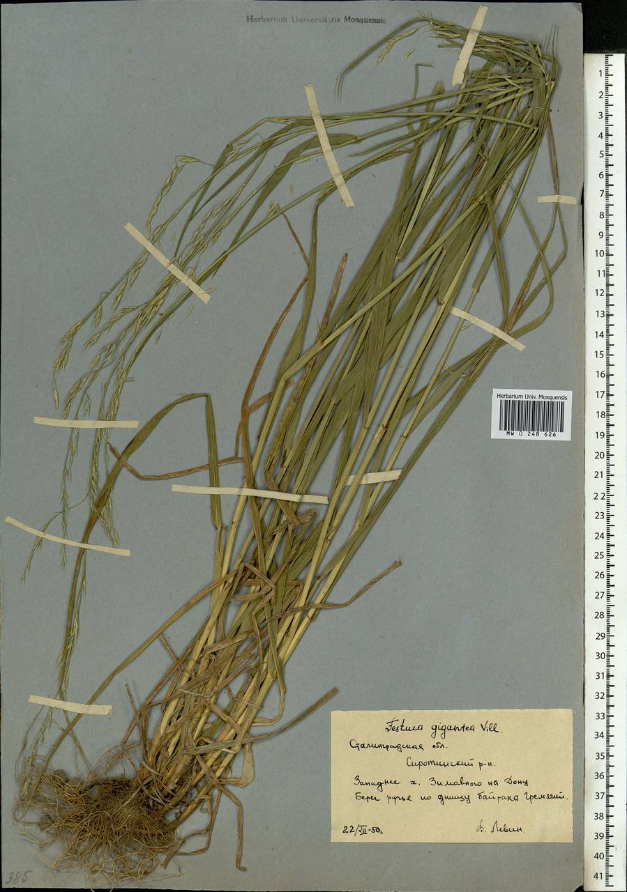 Овсяница гигантская. Овсяница гигантская Festuca gigantea. Festuca gigantea(l.)vill. - Овсяница исполинская. Festuca gigantea рисунок. Festuca gigantea (l.) vill. Овсяница гигантская.