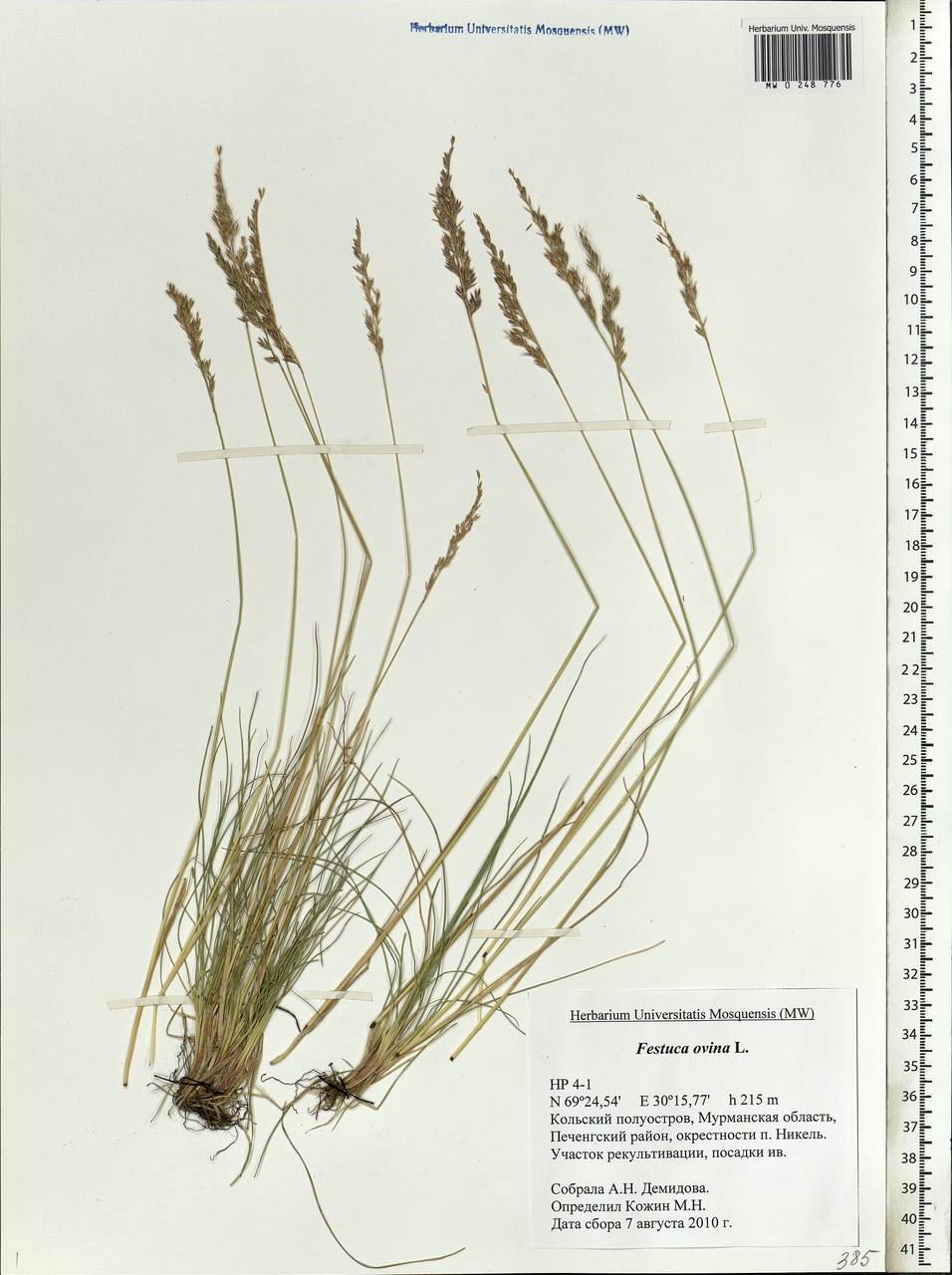 Овсяница овечья (Festuca ovina)