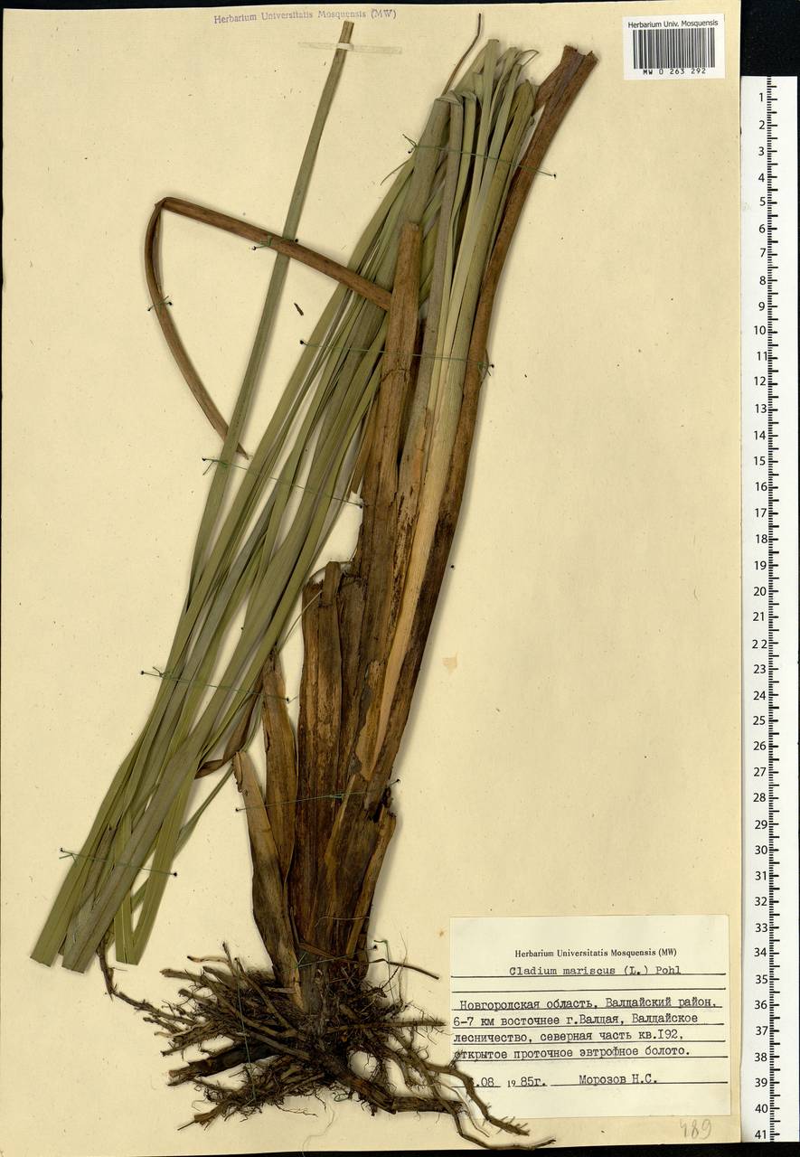 Cladium mariscus (l.) Pohl (меч-трава обыкновенная),