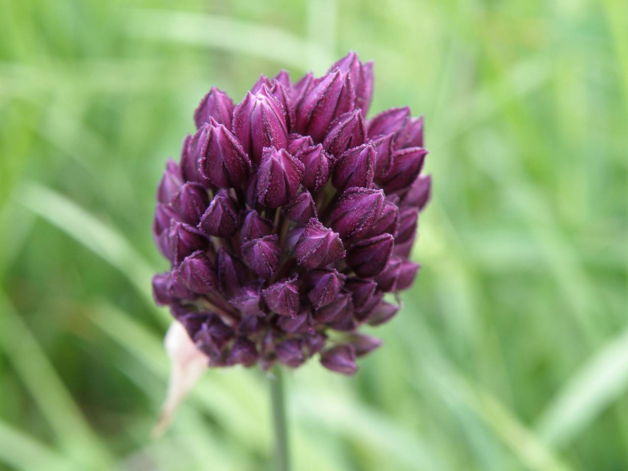 Чеснок полевой (Allium rotundum l.)