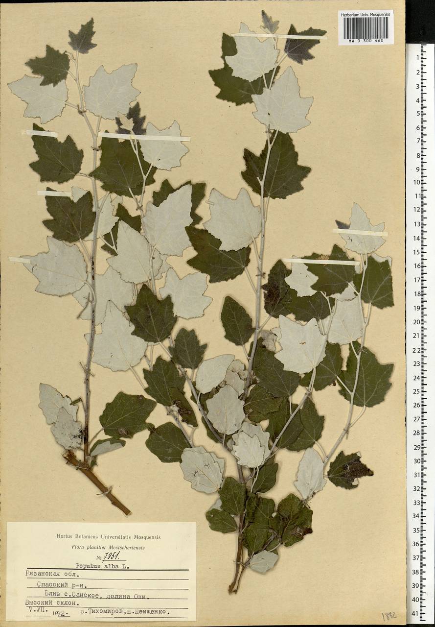 Populus Alba l. гербарий