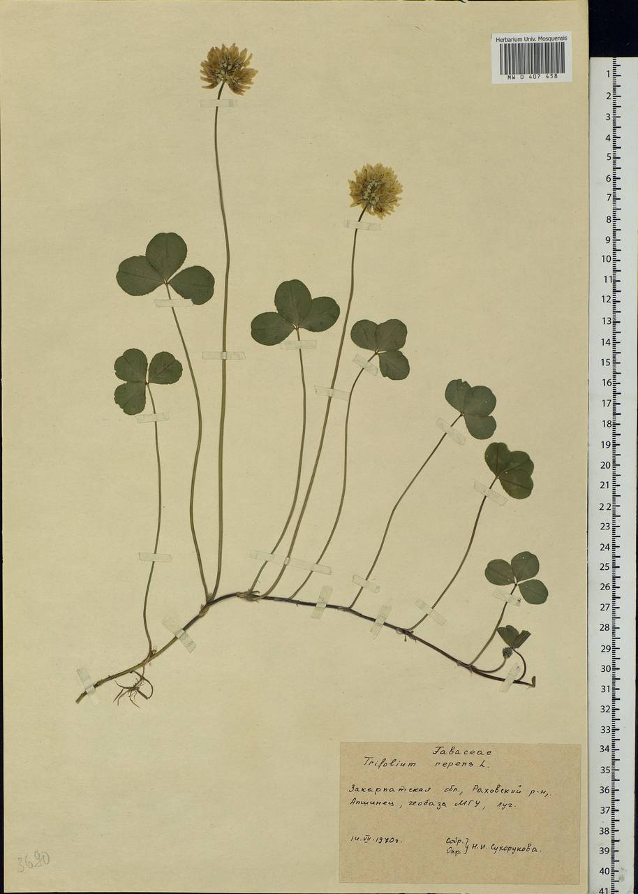 Гербарий Trifolium repens