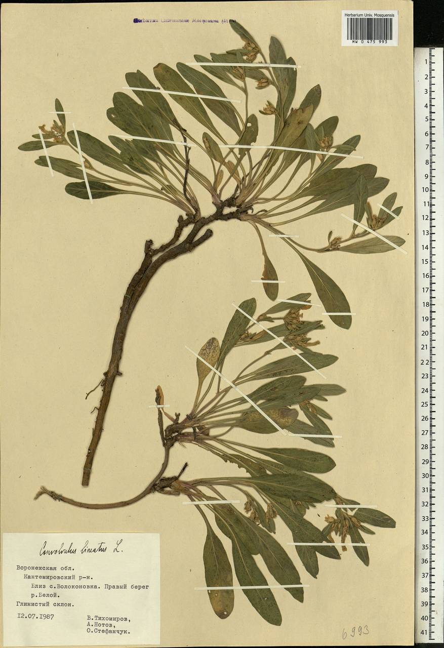 Вьюнок узколистный L., Восточная Европа, Центральный лесостепной район (E6) (Россия)