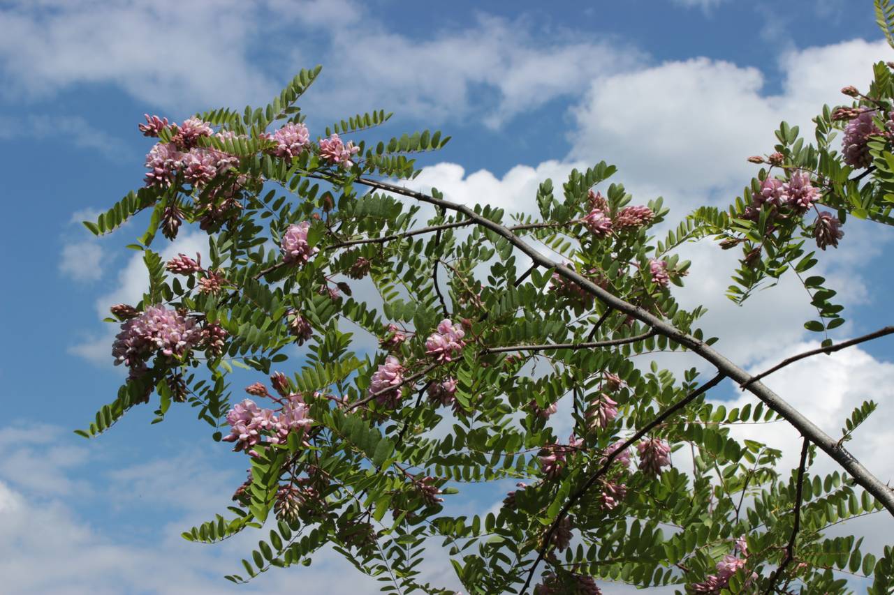 Robinia 