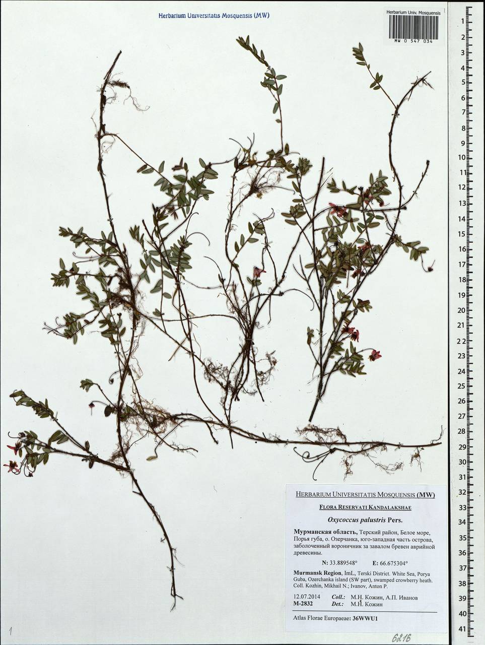 Oxycoccus palustris гербарий
