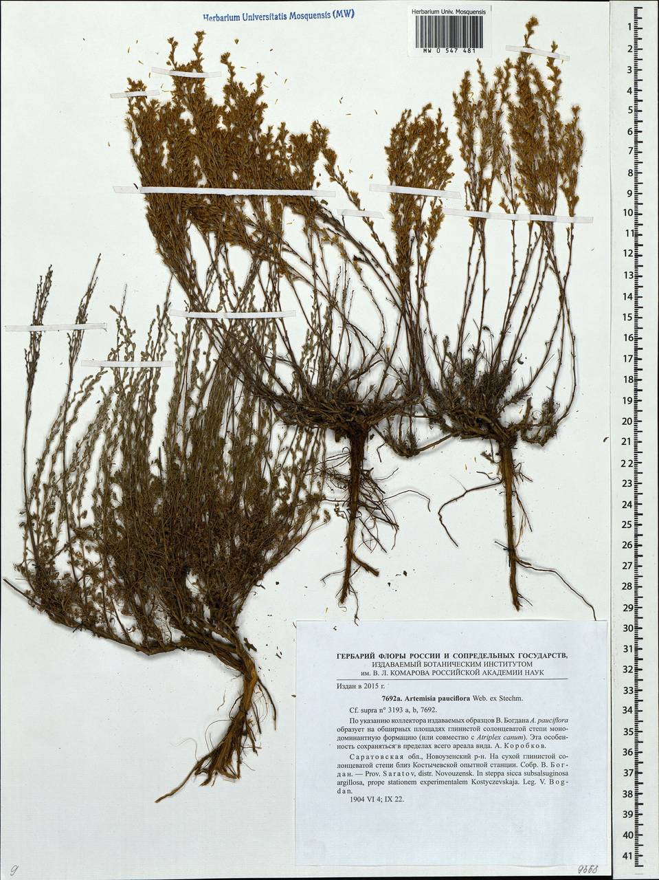 Черная Полынь Artemisia pauciflora