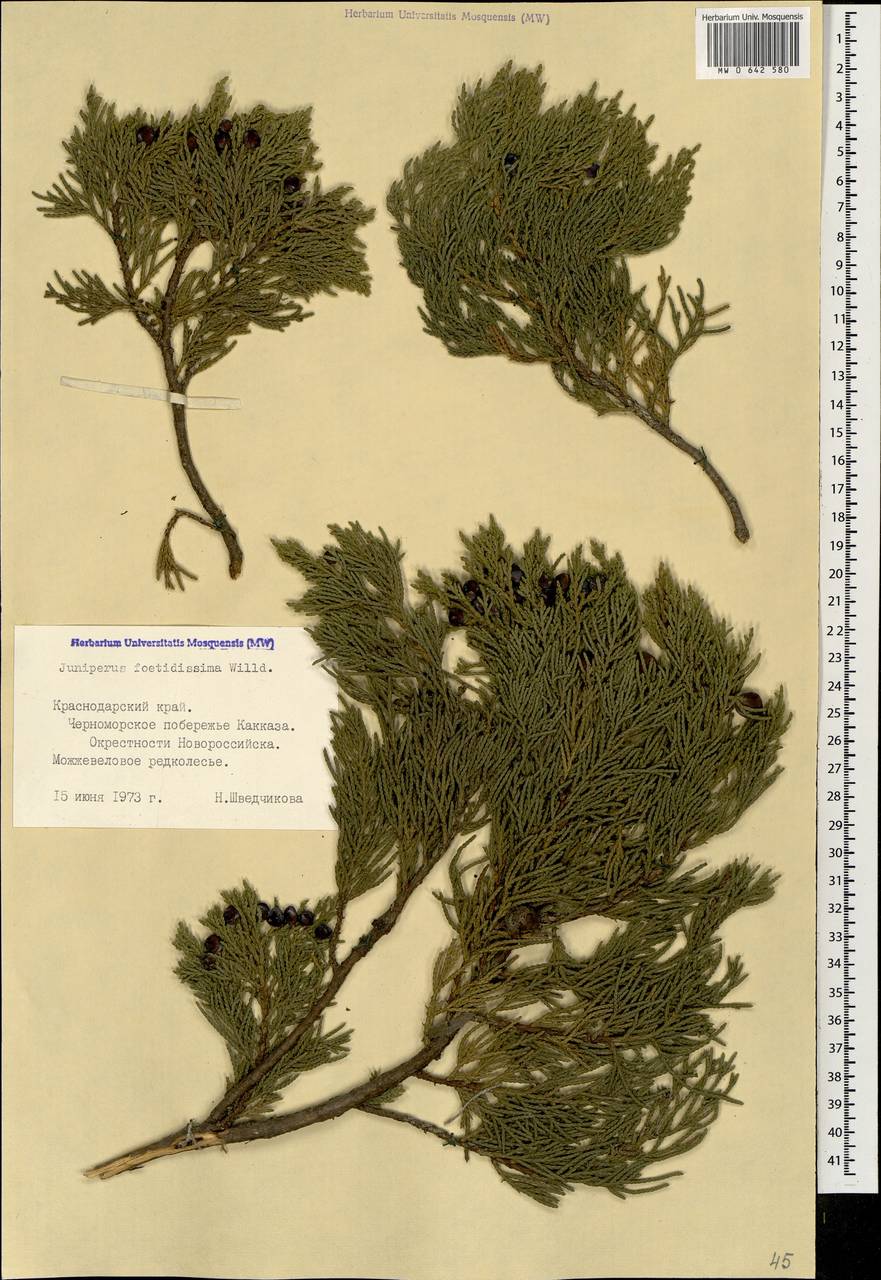 Juniperus foetidissima Willd.