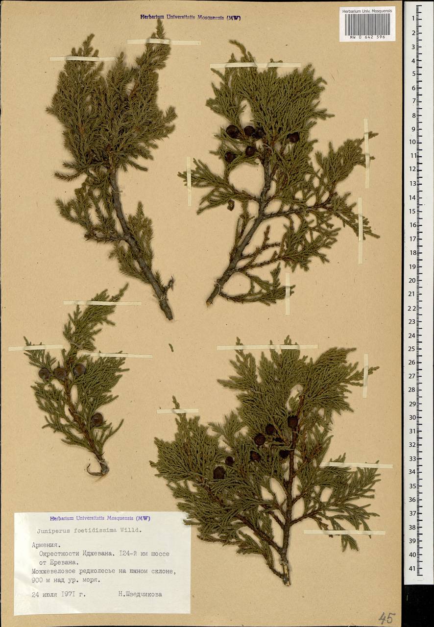 Можжевельник вонючий Juniperus foetidissima