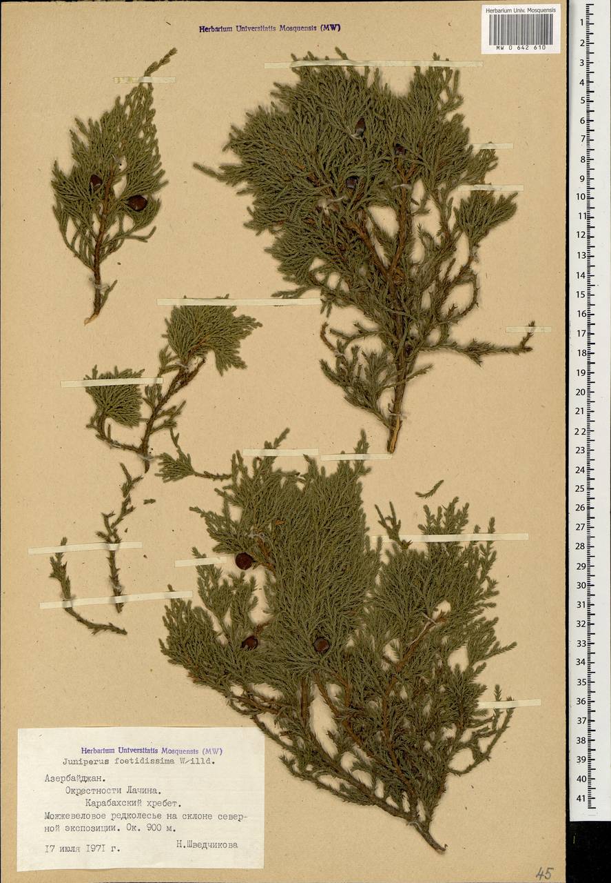 Juniperus foetidissima Willd.